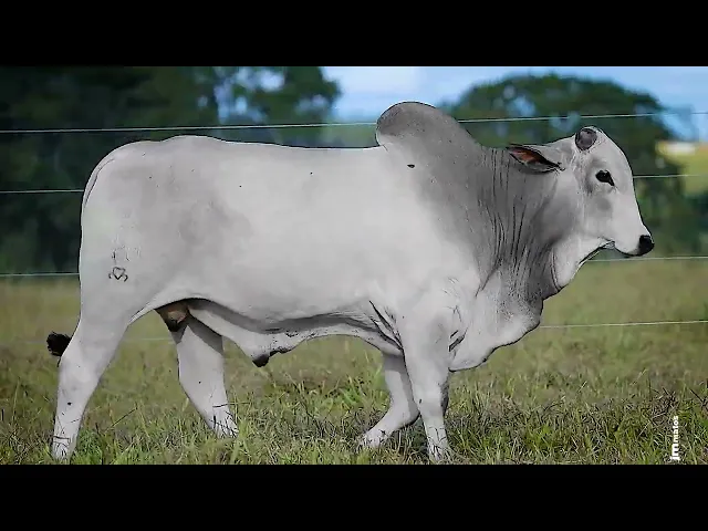 Touro Nelore FDY - 120