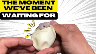🐍The Moment We’ve Been Waiting For! FULL HATCHING VIDEO!! 🐍