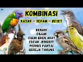 Download Lagu 🔴 KOMBINASI TERBAIK MURAI BATU GACOR ‼️ MASTERAN DI MALAM HARI