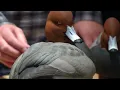 World Champion Decoy Carver