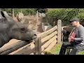 Download Lagu Singing for Animals compilation 🥹❤️‍🩹