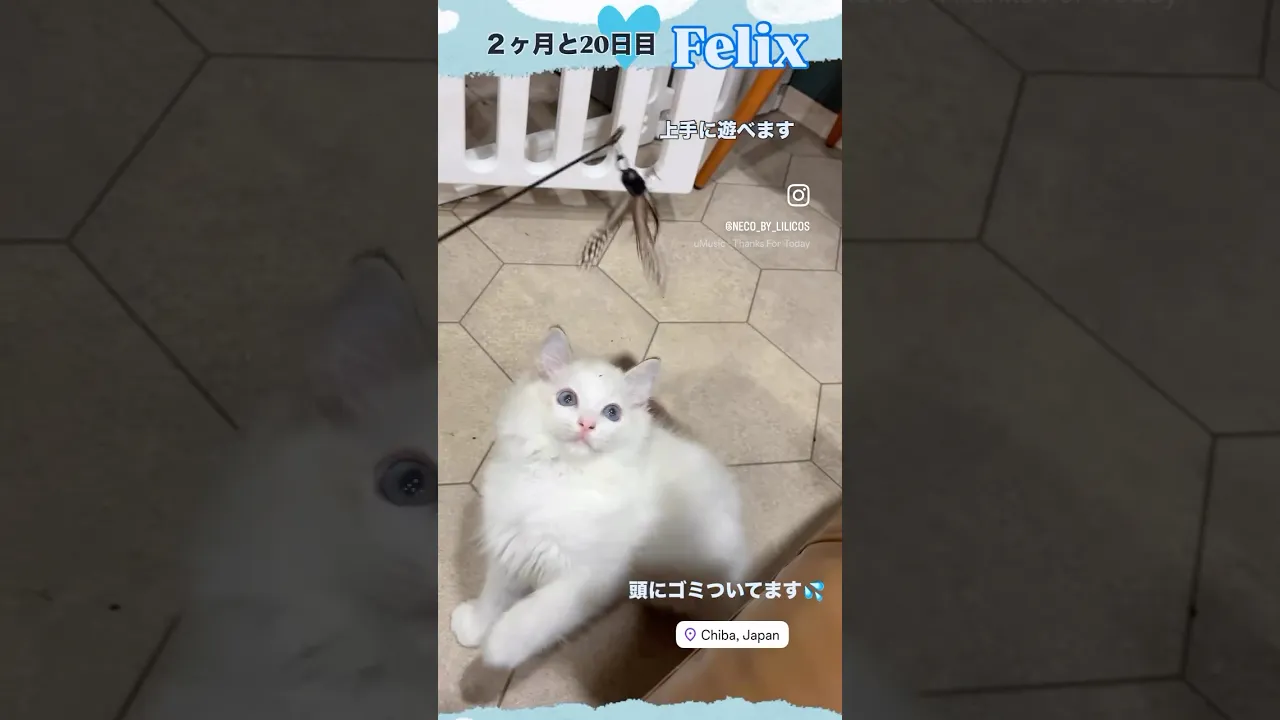 動画