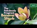 Lagu The Fabulously Fragrant Banana Shrub (Magnolia figo)