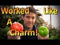How to Ripen Green Tomatoes off the Vine
