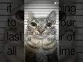 Download Lagu mommy I'm scared #helpmemakethismakesense #fyu #fyee