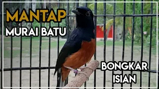 suara burung murai batu bongkar isian srigunting full emosi