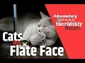Cats With Flat Faces - 10 Cat Breeds Facts