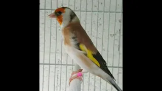 Le Vrai Chant Torka Tunisienne Chardonneret الطرقة التونسية الاصلية للحسون مقنين بومزين 