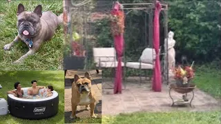 FRENCH BULLDOG & GARDEN UPDATE FRENCHIE ADVENTURES BLUE & BRICK #frenchbulldog #frenchies #frenchie 