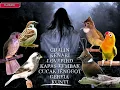 Download Lagu 1x NAFAS 7LAGU ‼️Cililin, Kenari, Lovebird, Kapas Tembak, Cucak Jenggot, Gereja, Kunti