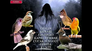 1x nafas 7lagu cililin kenari lovebird kapas tembak cucak jenggot gereja kunti