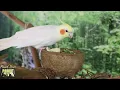 Zen Bird Forest Nature Soundscape | HD Parrot TV VIDEO EDITION | 3+ Hours | Bird Room TV