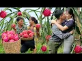 Download Lagu Harvesting dragon fruit garden to bring to market - Building a new life for a couple | Linh's Life