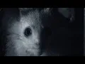 Watching an Aye-Aye Hunt at Night Is Somewhat Spooky