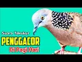 Lagu TEKUKUR GACOR suara merdu - PANCINGAN TEKUKUR di pagi hari, rutinkan tiap hari untuk PENGGACORAN