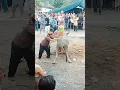 Download Lagu Ritual Kematian Agama Hindu Kaharingan, Miya Misaya/Marabia Dayak Ma'anyan, Kabupaten Barito Timur.
