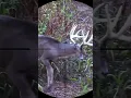 Download Lagu hunting wild animals #deer #animals #hunting #sniper #shorts  #wildanimals  #forest