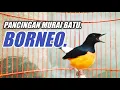 Lagu SUARA PANCINGAN BORNEO MALAM HARI // MURAI MUNGKEK KURANG GACOR AUTO RESPON