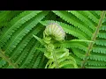 "Fern" zen relax music
