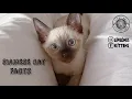 Siamese Cat Breeds Facts Siamese Kittens Sale Kolkata Bengaluru New Delhi Chennai Jammu India