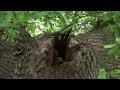 OWLS Tawny Little Barn and Short eared