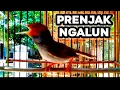 Lagu Masteran Prenjak Kepala Merah Suara Ngalun Jos Buat Pikat \u0026 Pancingan