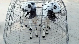 goat baby song and sound