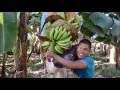 Download Lagu 🍌 COOBANANAS 🍌 - El viaje de una banana