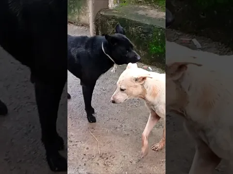 Kalu Dog Ka Dangerous Growl 😱🔥 | Sabhi Dogs Ko Warning! 🐕