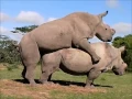 Northern White Rhinos Suni and Najin Mate Again