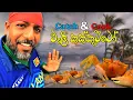 Download Lagu රෑ12 ට කක්කුට්ටෝ කාපි | වැලි කක්කුට්ටො අල්ලමු @wishwatiyubaya 👣😲🦀