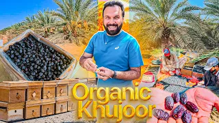Authentic Organic Date Garden🌴 & Pure Honey Farming 🍯 in Local Arab Life 🐪