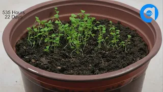 84 Days of Watercress Growth | Amazing Time Lapse