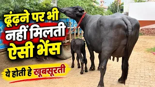 खूबसूरती की मूर्त लाजवाब नगीना - ढूंढने पर भी नहीं मिलती ऐसी शानदार भैंस - किसान का काला सोना