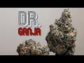 Gas Mask THCa Flower by Dr Ganja