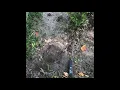 Locating Sprinkler Irrigation Wires Valves with Harbor Freight Cen Tech Cable Tracer Wire Tracker