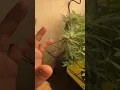 My first DWC system