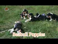 Beabull Puppies