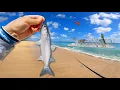 Download Lagu Tossing LIVE Mullet at Massive Feeding Fish! *Mullet Run*