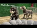 Mini Schnauzer Puppies For Sale