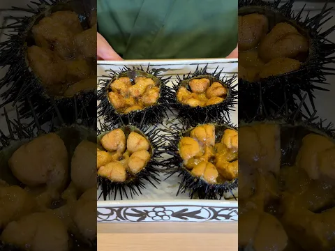 SEARED SUSHI TOPPED WITH UNI 🔥🍣