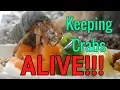 How to keep hermit crabs ALIVE