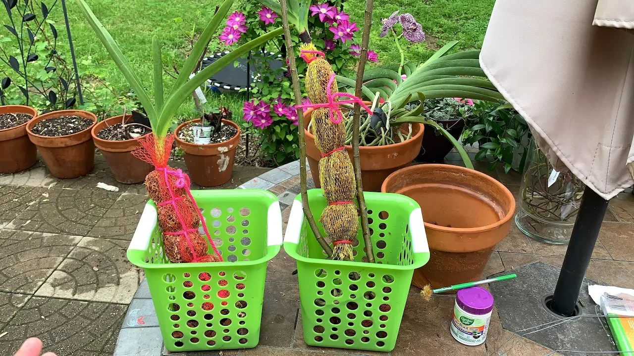 DISEASED VANDA ORCHIDS TRYING SOMEHOW TO SAVE MY DYING VANDAS