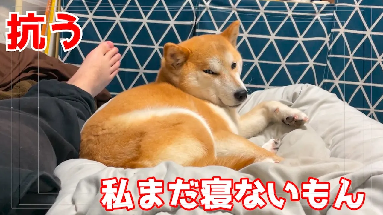 次第に重力に勝てなくなってくる柴犬