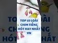 Download Lagu 🎶 Top 10 Loài Chim Có Tiếng Hót Hay Nhất Việt Nam – Nghe Là Mê! 🐦✨#top10 #top5 #tiengchim #chimhot