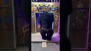 الغوريلا بتندب رورو البلد الغوريلا Funny حفلات 