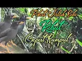 Download Lagu suara pikat burung jalak kebo, cepat kumpul
