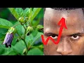 Download Lagu What Happens When You Eat Belladonna? : Belladonna Poisoning-Effects- Symptoms- Treatment