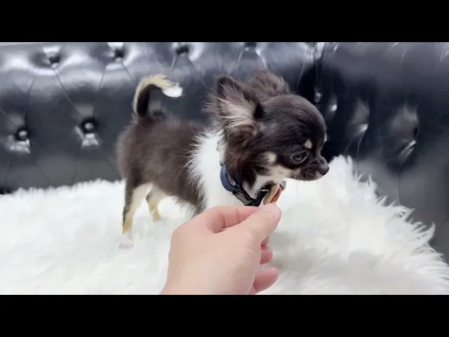 動画