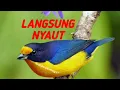 PANCINGAN SEMUA JENIS BURUNG LANGSUNG NYAUT, GACOR DAN EMOSI!!